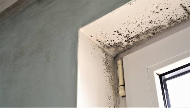 Best Biohazard Mold Removal  in Ojus, FL