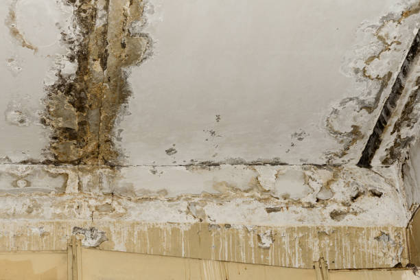 Best Residential Mold Inspection & Testing  in Ojus, FL