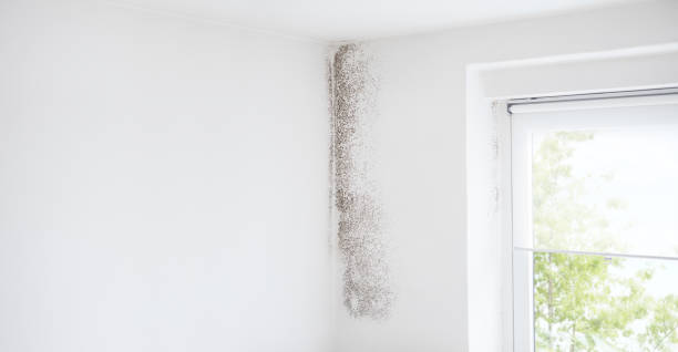 Dehumidification Services in Ojus, FL