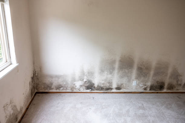 Best Mold Removal for HVAC Installations  in Ojus, FL