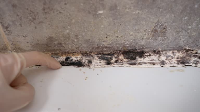 Reliable Ojus, FL Mold Removal Solutions